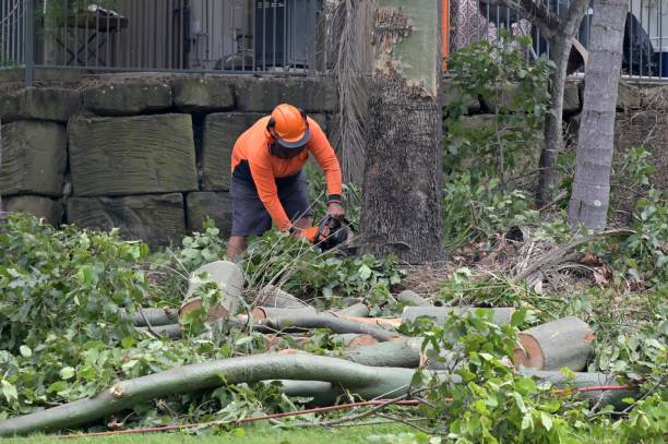 How Our Tree Care Process Works  in  Dewitt, MI